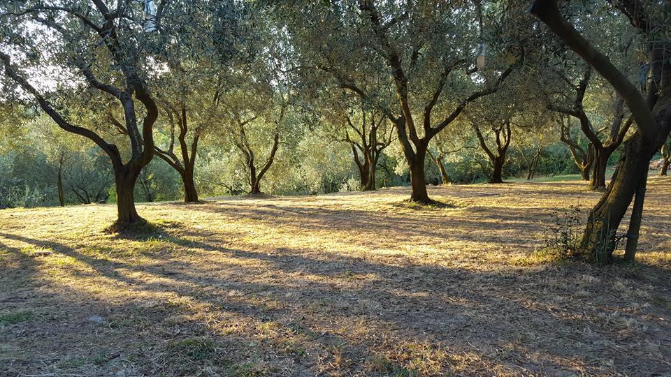 Residence Oliveto Mare Carso Sistiana Εξωτερικό φωτογραφία